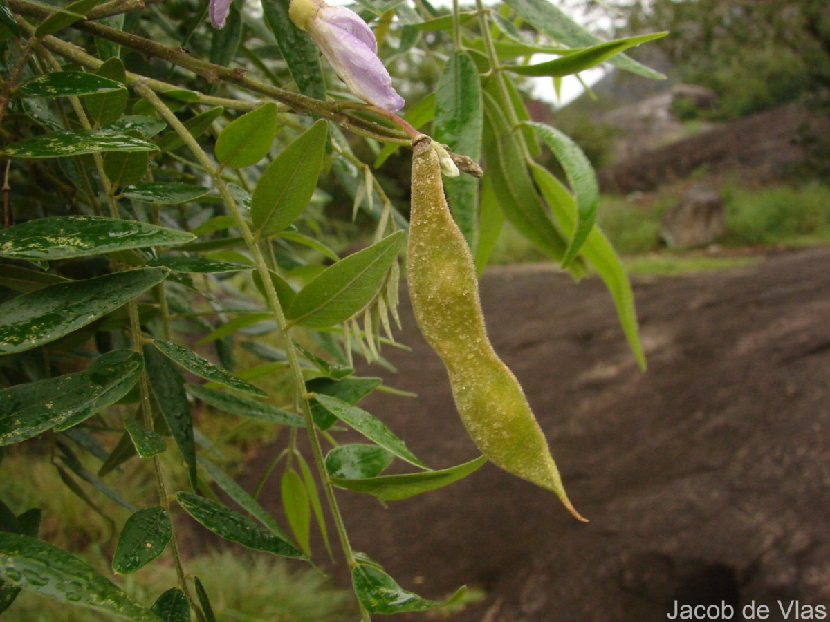 Mundulea sericea (Willd.) A.Chev.